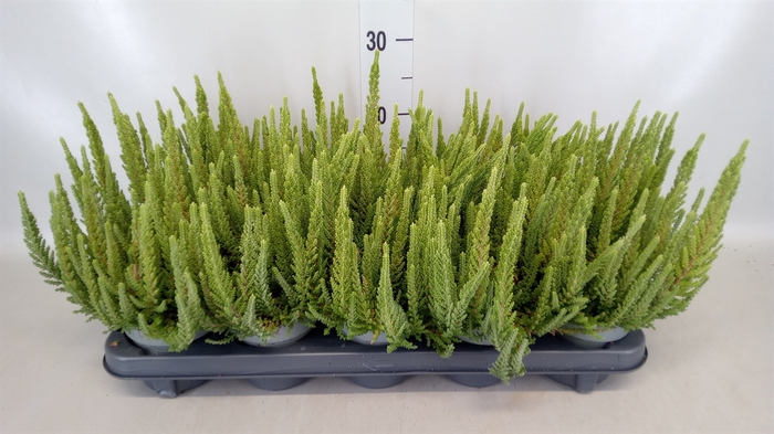 <h4>Calluna vulg. 'Beauty S Mintberry'</h4>