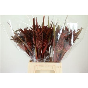 Ananas overig