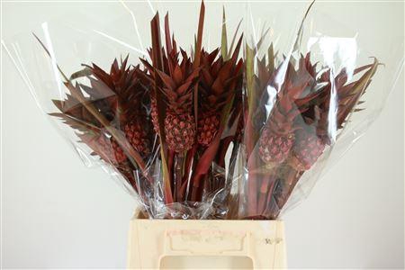 <h4>Ananas overig</h4>
