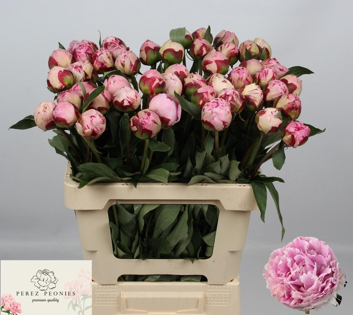 <h4>PAEO L SARA BERNHARD</h4>