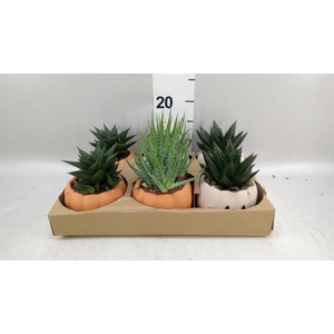 Aloe   ...mix