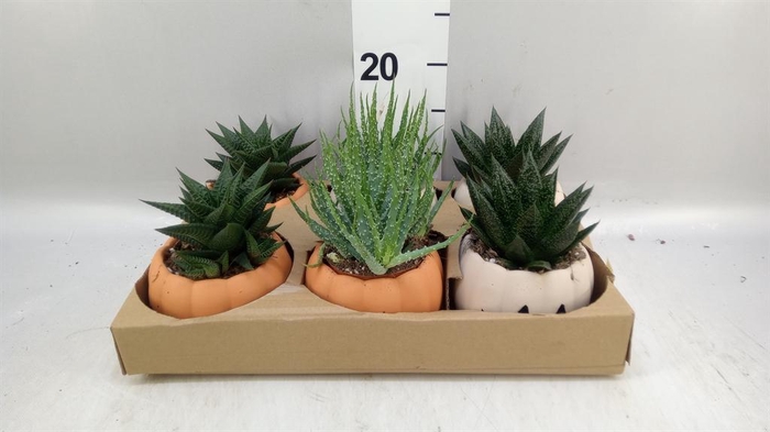 <h4>Aloe   ...mix</h4>