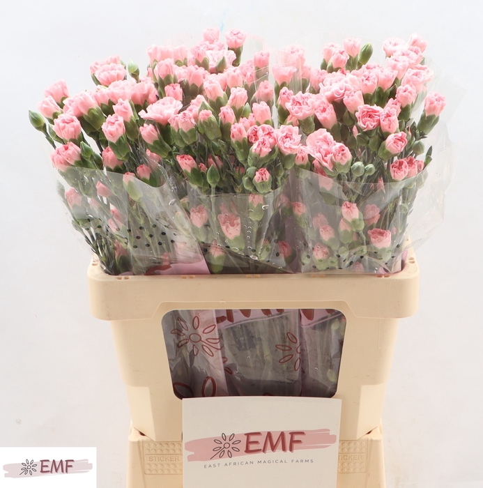 <h4>Di Tr Rascal Pink</h4>