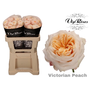 R GR VICTORIA PEACH@ x 20