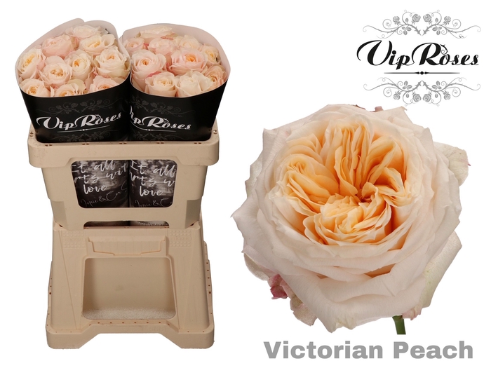 R GR VICTORIA PEACH@ x 20