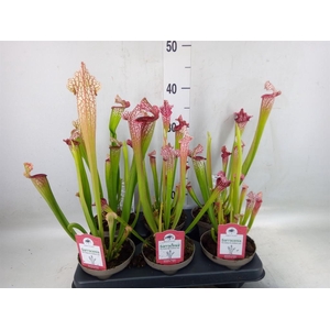Sarracenia   ...
