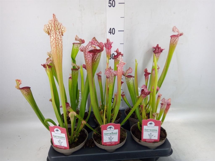 <h4>Sarracenia   ...</h4>