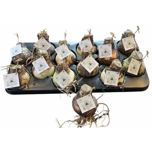 BLOEMBOL HIPPEASTRUM