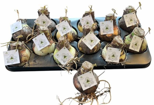 <h4>BLOEMBOL HIPPEASTRUM</h4>