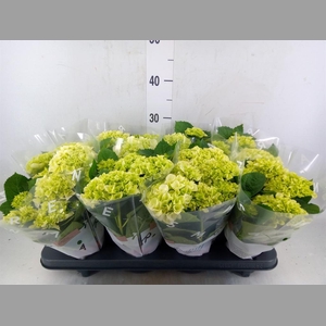 Hydrangea mac. 'Wudu'
