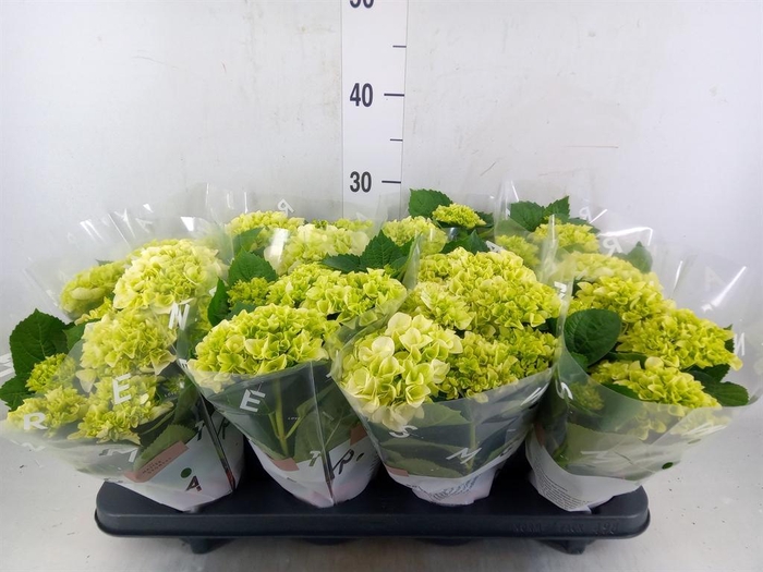 <h4>Hydrangea mac. 'Wudu'</h4>
