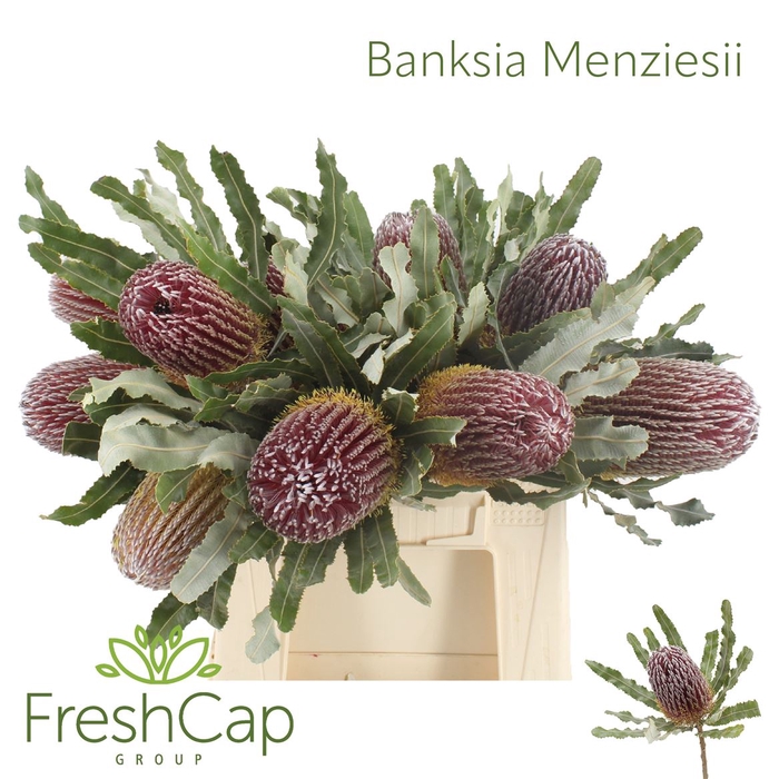 Banksia Menziesii