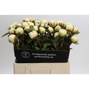 Paeonia Bowl Of Cream