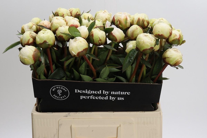 <h4>Paeonia Bowl Of Cream</h4>