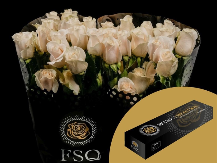 <h4>R GR Vendela Box</h4>