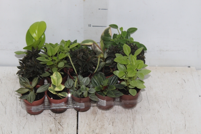 <h4>PEPEROMIA VARIADO P06</h4>