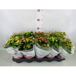 Kalanchoe blos. 'RoyalDon'   ..mix