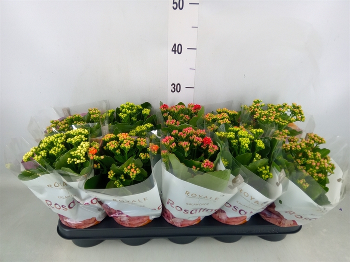 <h4>Kalanchoe blos. 'RoyalDon'   ..mix</h4>