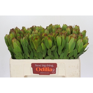 LEUCAD SAF GOLDSTRIK