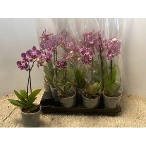 PHAL OV