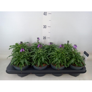 Erysimum linifolium 'Bowles Mauve'