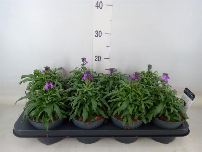 <h4>Erysimum linifolium 'Bowles Mauve'</h4>