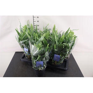 Phlebodium 14 Cm. P. Blue Star