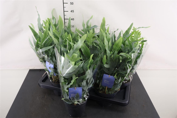 <h4>Phlebodium 14 Cm. P. Blue Star</h4>