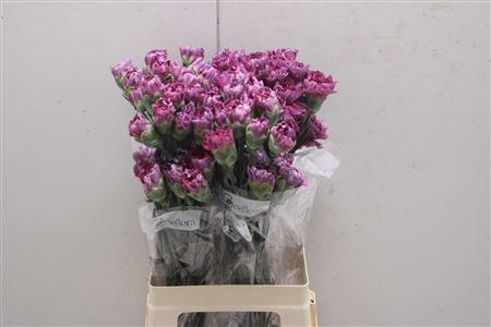 <h4>Di St Wild Thrill</h4>