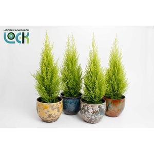 Cupressus Macrocarpa Wilma in Luuk mix