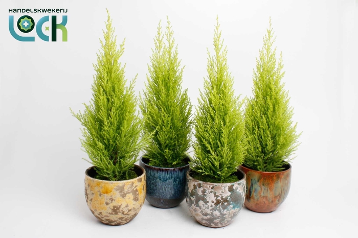 <h4>Cupressus Macrocarpa Wilma in Luuk mix</h4>