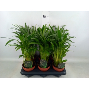 Chamaedorea cataractarum