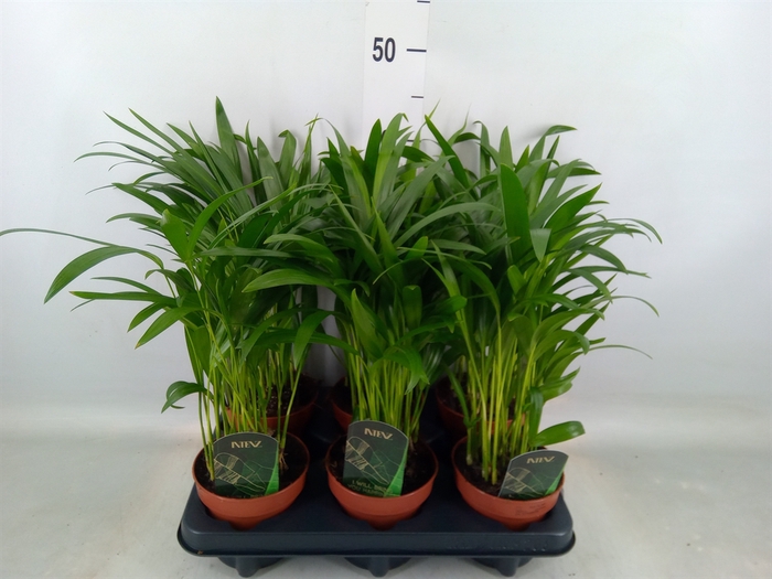 <h4>Chamaedorea cataractarum</h4>
