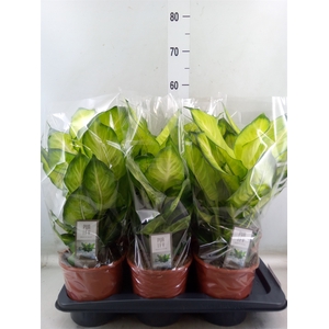 Dieffenbachia  'Summer Style'