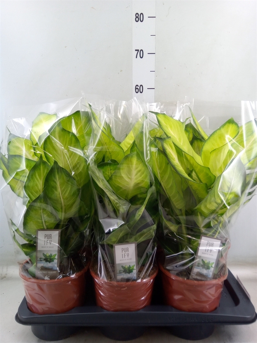 <h4>Dieffenbachia  'Summer Style'</h4>