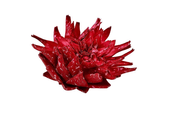 Dried Artz Cynara Heads Rembrandt