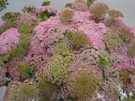 <h4>AMMI VIS SWEET ROSE</h4>