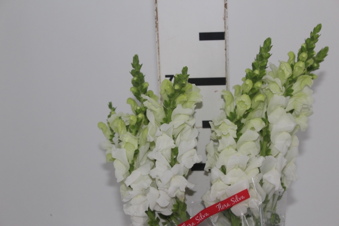 <h4>BOCA DE LEAO MONACO WHITE 080 CM</h4>