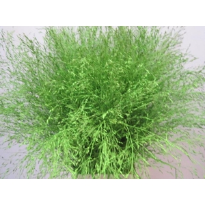 Panicum Warrior Groen