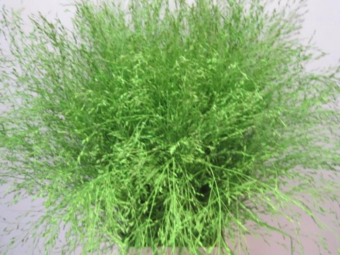 <h4>Panicum Warrior Groen</h4>