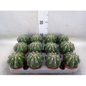 Cactus   ...