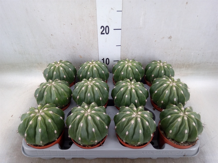 <h4>Cactus   ...</h4>