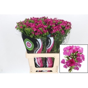 Dianthus Br Am Neon Cherry Premium