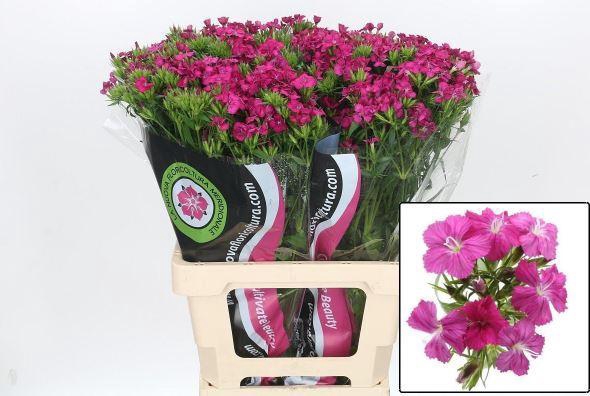 <h4>Dianthus Br Am Neon Cherry</h4>