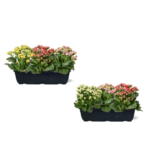 Hello Summer Kalanchoe Blossfeldiana in Duobak carnaval 40cm