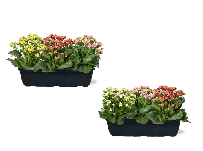 <h4>Hello Summer Kalanchoe Blossfeldiana in Duobak carnaval 40cm</h4>