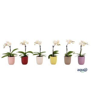 Hugo Paradise Mix Tiny Dolls Wit 1T7+ Aqu@