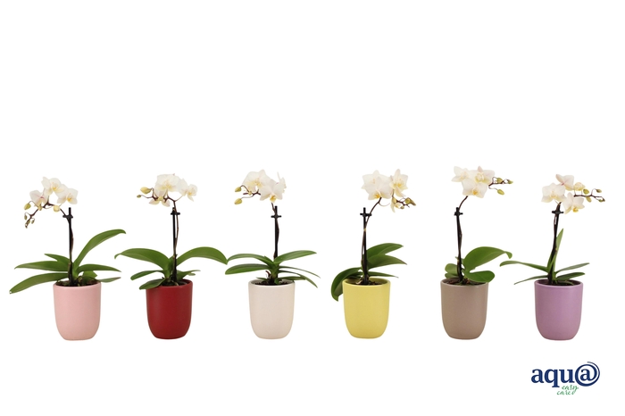 <h4>Hugo Paradise Mix Tiny Dolls Wit 1T7+ Aqu@</h4>