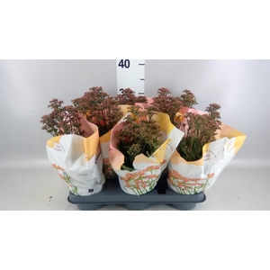 Kalanchoe  'WildFlow Surp Canyon'