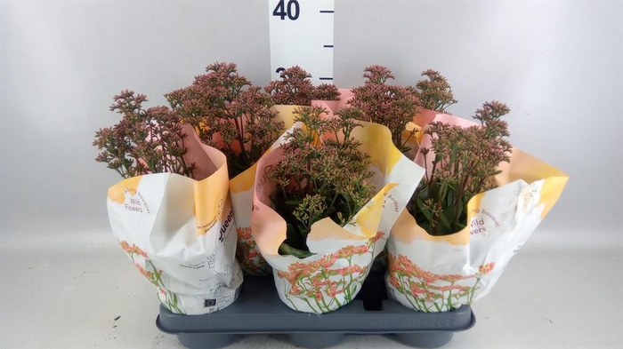 <h4>Kalanchoe  'WildFlow Surp Canyon'</h4>